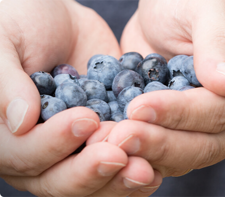 Mains pleines de bleuets.