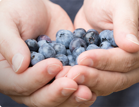 Mains pleines de bleuets.