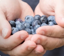 Hands holding blueberries.